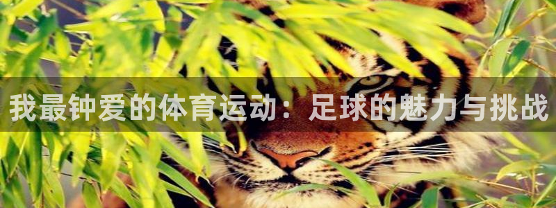 yy易游官网下载平台注册要钱吗是真的吗：我最钟爱的体育运动：