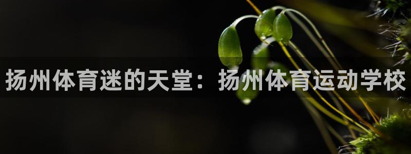 yy易游官网下载招商电话号码是多少号：扬州体育迷的天